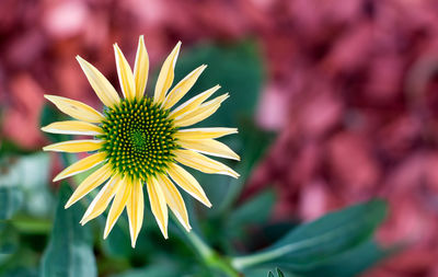 Close-up of yellow flower blooming outdoors