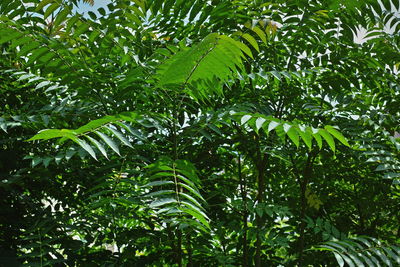 Low angle view of trees