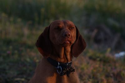 Close-up of dog looking away on field