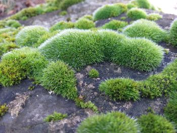 High angle view of succulent plant on field