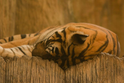 Close-up of cat sleeping in zoo