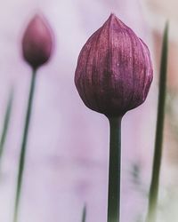 Close-up of purple flowering plant