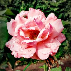 Close-up of pink rose with water drops