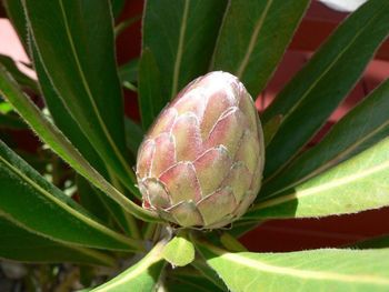 Close up of leaves