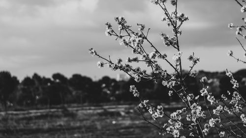 Close-up of flowering plants on field against sky