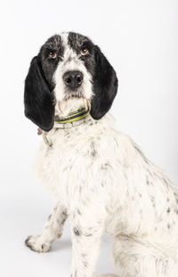 Close-up of dog against white background