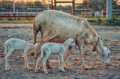 Cute and unique lambs, always follow the mother lamb wherever she is.