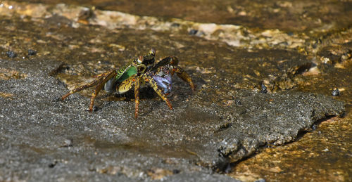 Close-up of insect