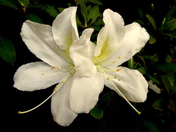 Close-up of white flowers