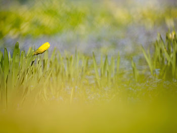 Close-up of yellow flowering plants on land