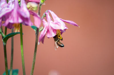 Close-up of bee pollinating on pink flower