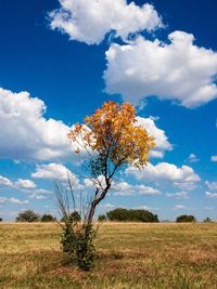 Tree on field against sky