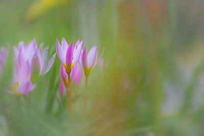 Close-up of pink flowering plant