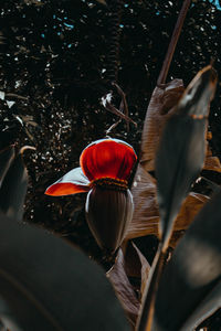 High angle view of red rose flower