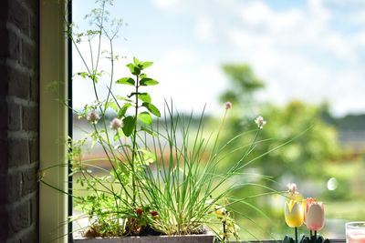 Close-up of flowering plants against sky