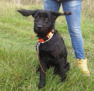 Dog standing on grassy field