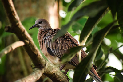 Bird perching on branch