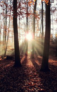 Sunlight beaming through forest trees