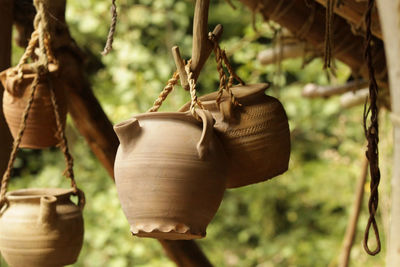 Close-up of plant hanging on tree