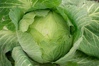 Full frame shot of cabbage