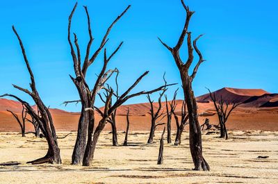 Bare trees on landscape against blue clear sky