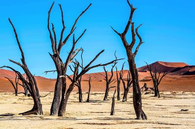 Bare tree in a desert