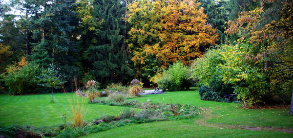 Trees and grass in park during autumn