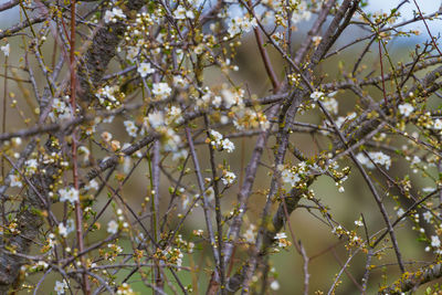 Low angle view of cherry blossoms in spring