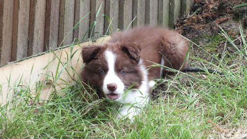 Dog on grass