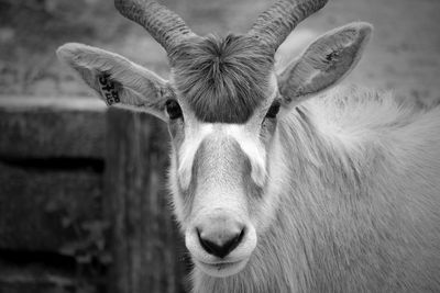 Portrait of addax at zoo