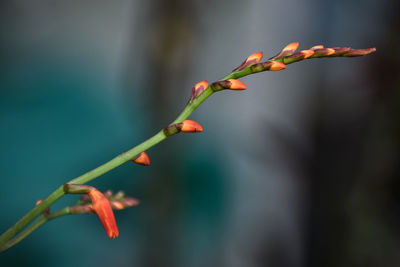 Close-up of flowering plant