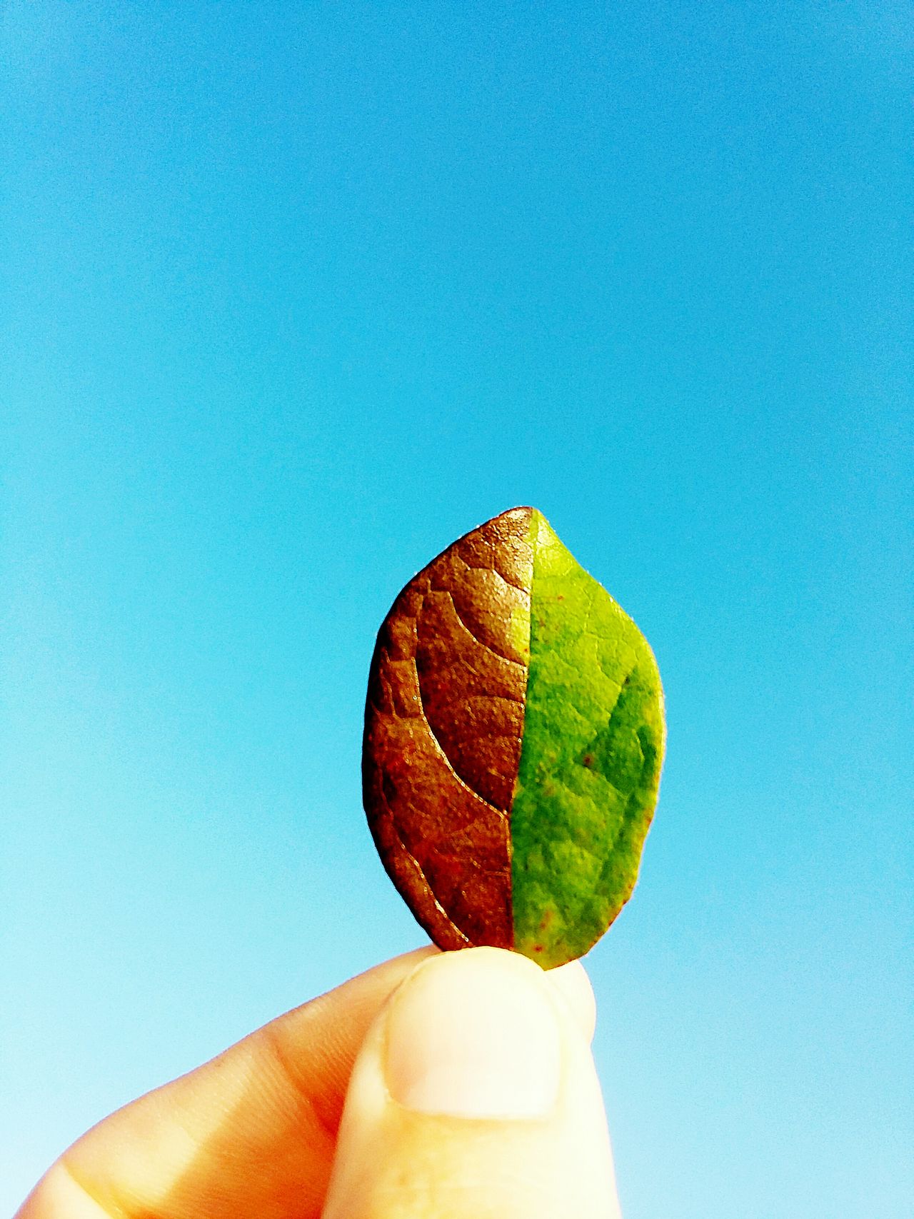 Two toned leaf