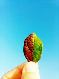 Cropped image of hand holding autumn leaf against clear blue sky