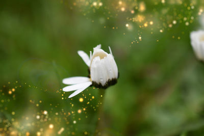 Close-up of white flowering plant