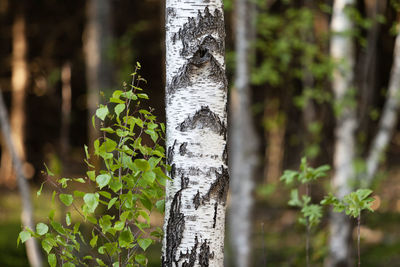 Close-up of bamboo on tree trunk in forest