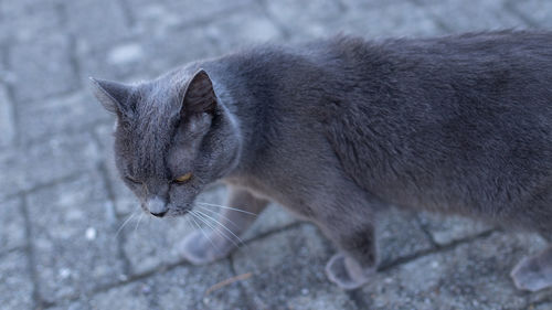 Close-up of a cat