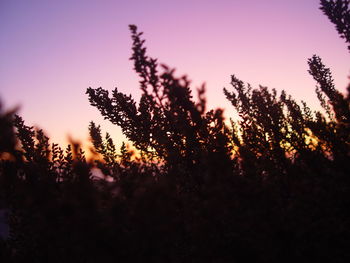 Close-up of silhouette plants against sunset sky