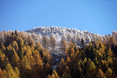 Close-up of trees against clear sky