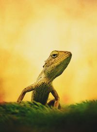 Close-up of a lizard on rock