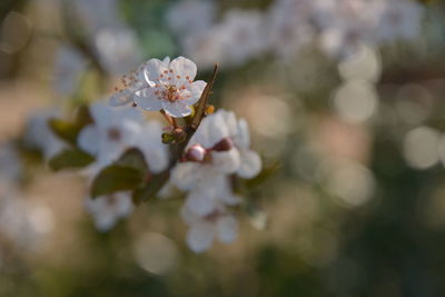 Close-up of cherry blossom
