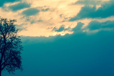 Low angle view of trees against sky