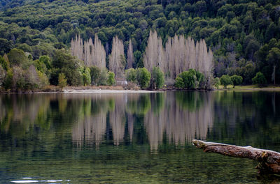 Scenic view of lake in forest