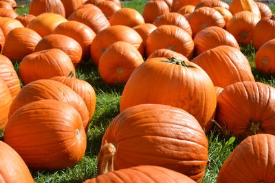 Close-up of pumpkins on field during autumn