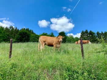 View of a sheep on field