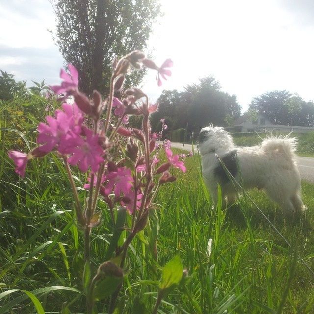 flower, animal themes, growth, freshness, one animal, beauty in nature, plant, nature, grass, fragility, field, sky, bird, blooming, green color, animals in the wild, day, focus on foreground, petal, tree