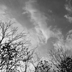 Low angle view of silhouette tree against sky