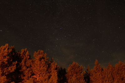 Low angle view of trees against sky at night