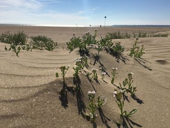 Plants growing in desert against sky