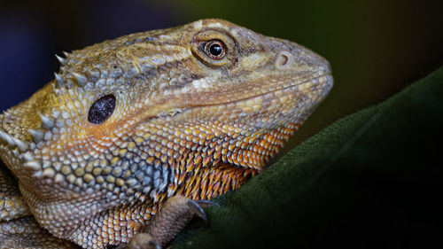 Close-up of a lizard