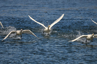 Swans in lake